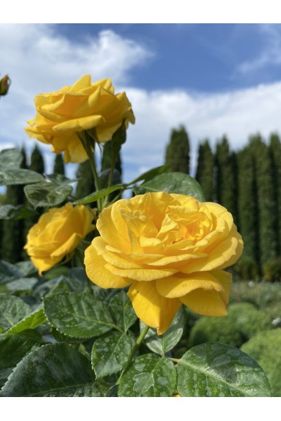 Троянда поліантова, рабатова (жовта) ШТАМБ - 10л/вис.120-130см/Ø20-30см/ШТАМБ 90-100см